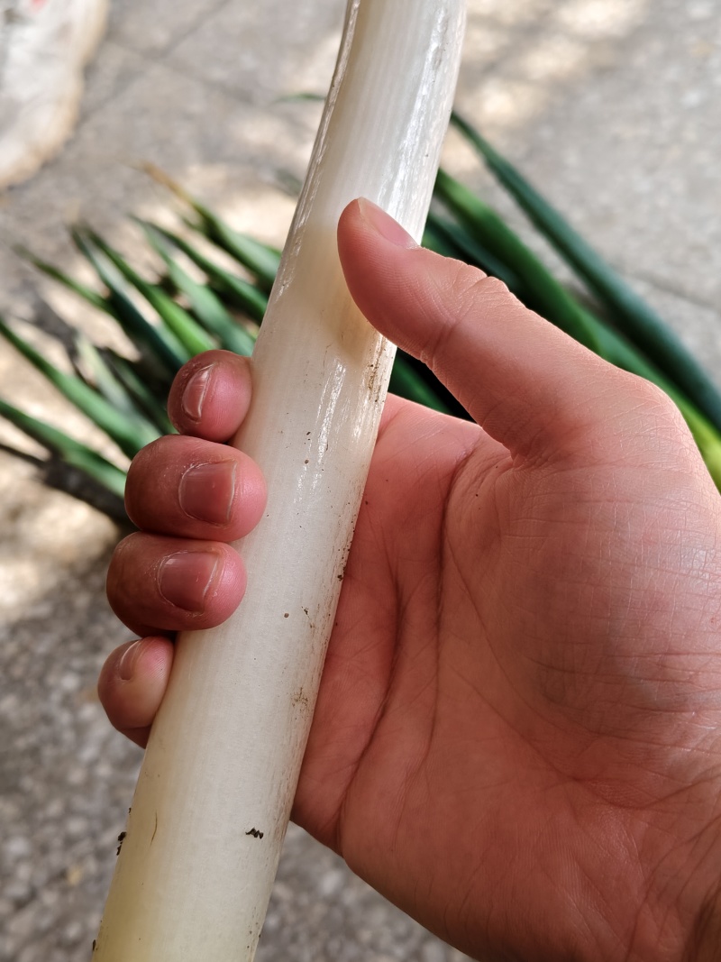 铁杆大葱