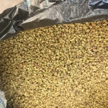 金阳县青花椒产地供应量大从优质量保证欢迎咨询
