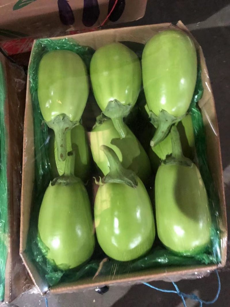 【实力商家】产地直发【对接超市】质量保证【诚实守信】绿茄