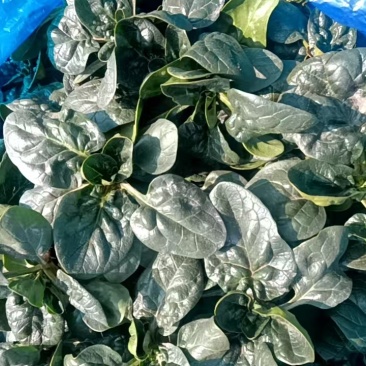 趴地菠菜大量有货，基地