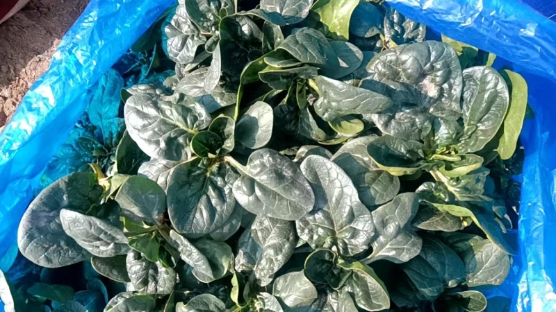 趴地菠菜大量有货，基地