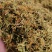 贵州黔西南安龙县长期直供中药材野生金银花支持视频看货