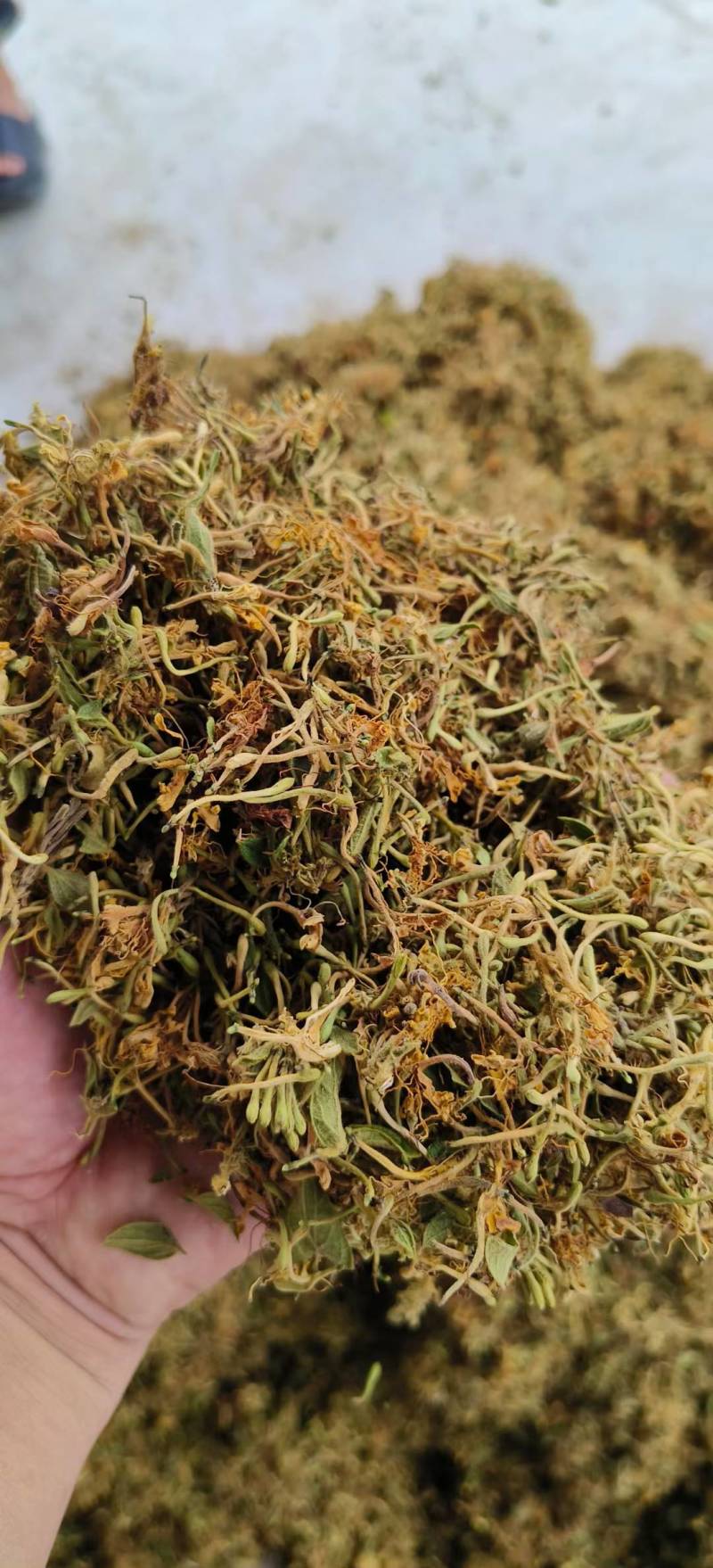 贵州黔西南安龙县长期直供中药材野生金银花支持视频看货