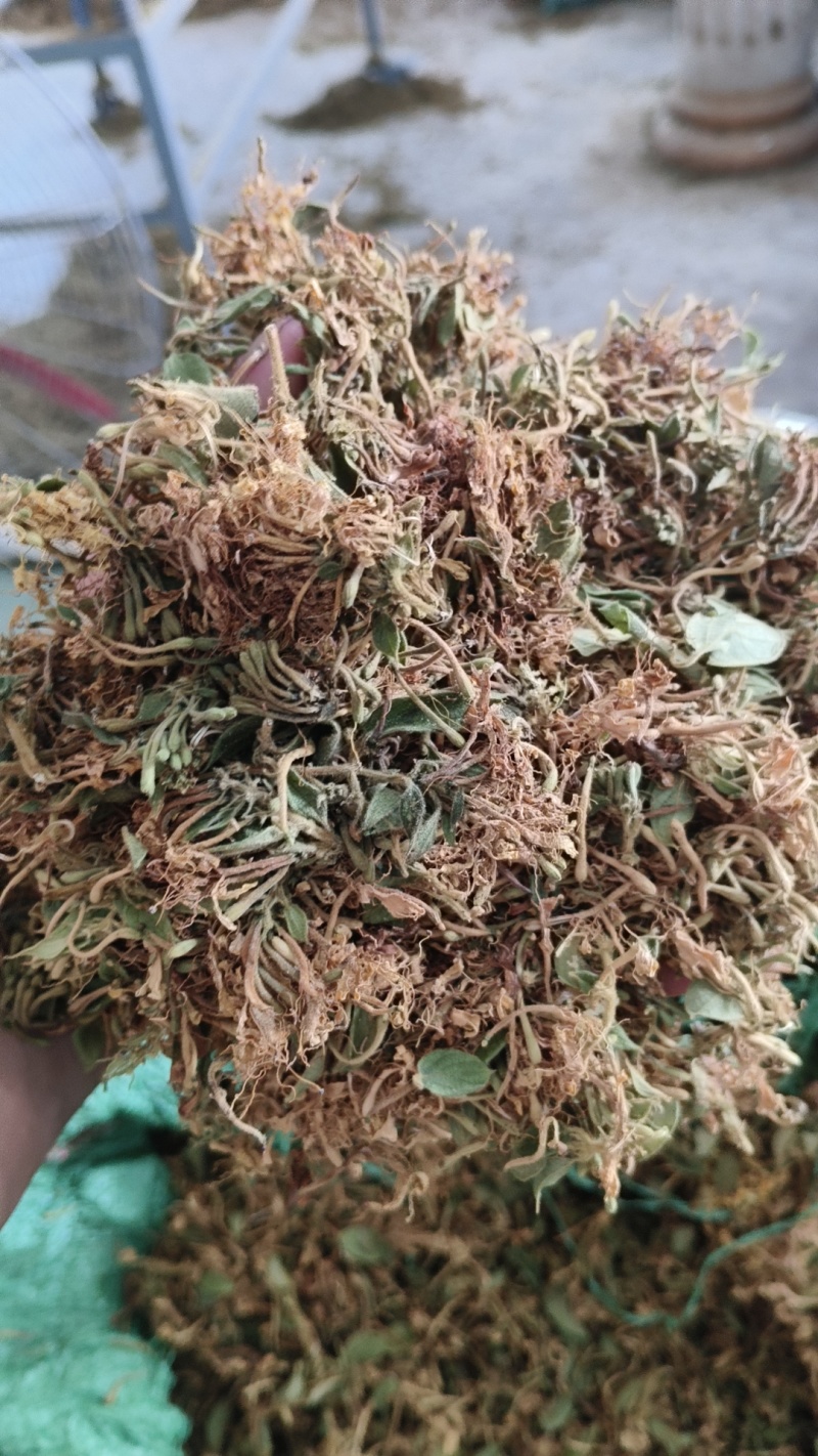 贵州黔西南安龙县长期直供中药材野生金银花支持视频看货