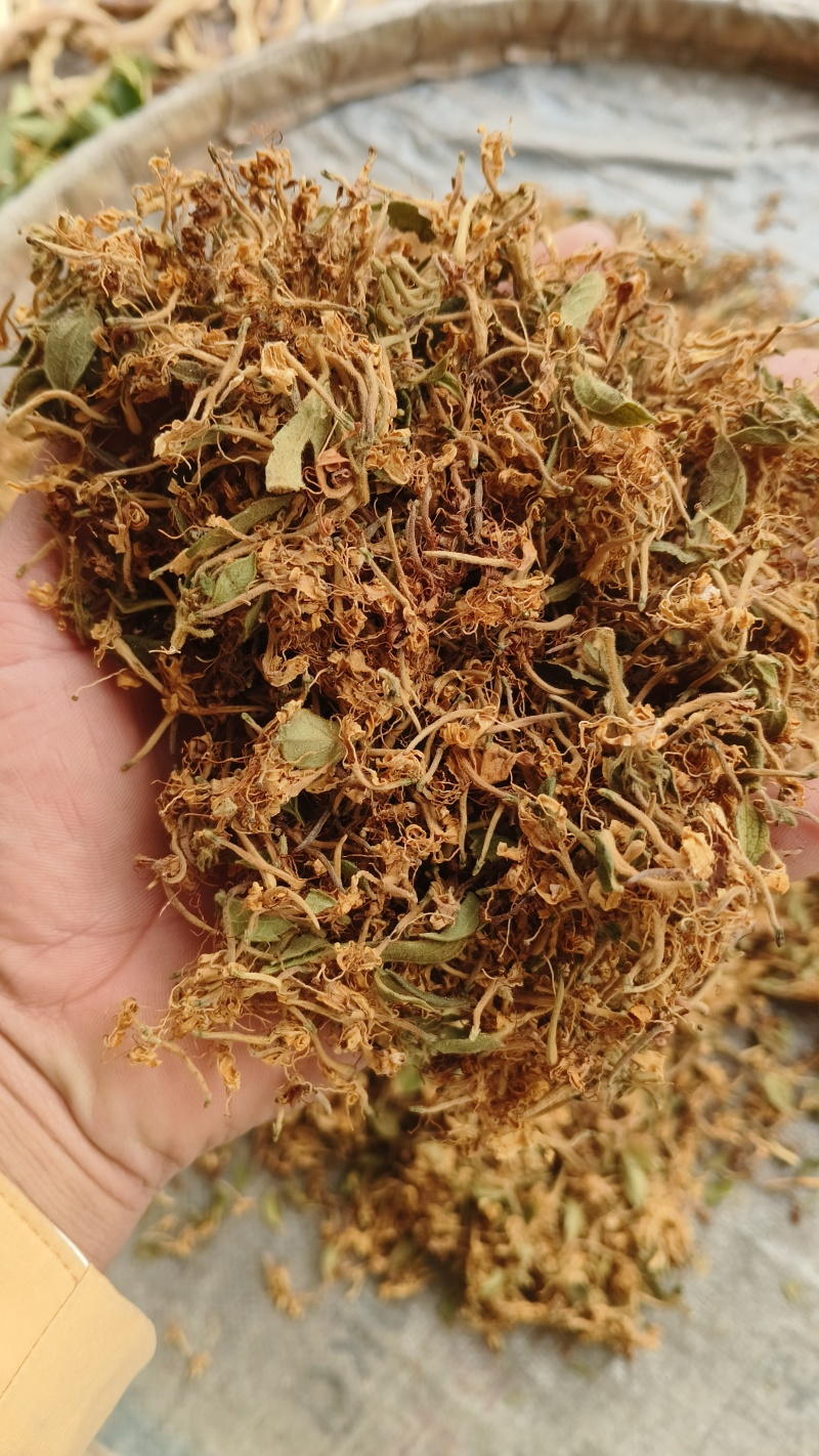 贵州黔西南安龙县长期直供中药材野生金银花支持视频看货