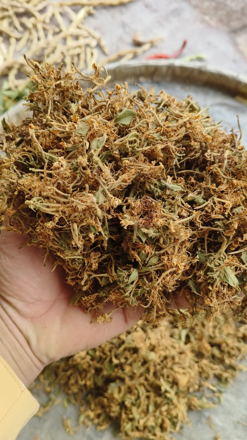 贵州黔西南安龙县长期直供中药材野生金银花支持视频看货