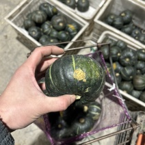 贝贝南瓜