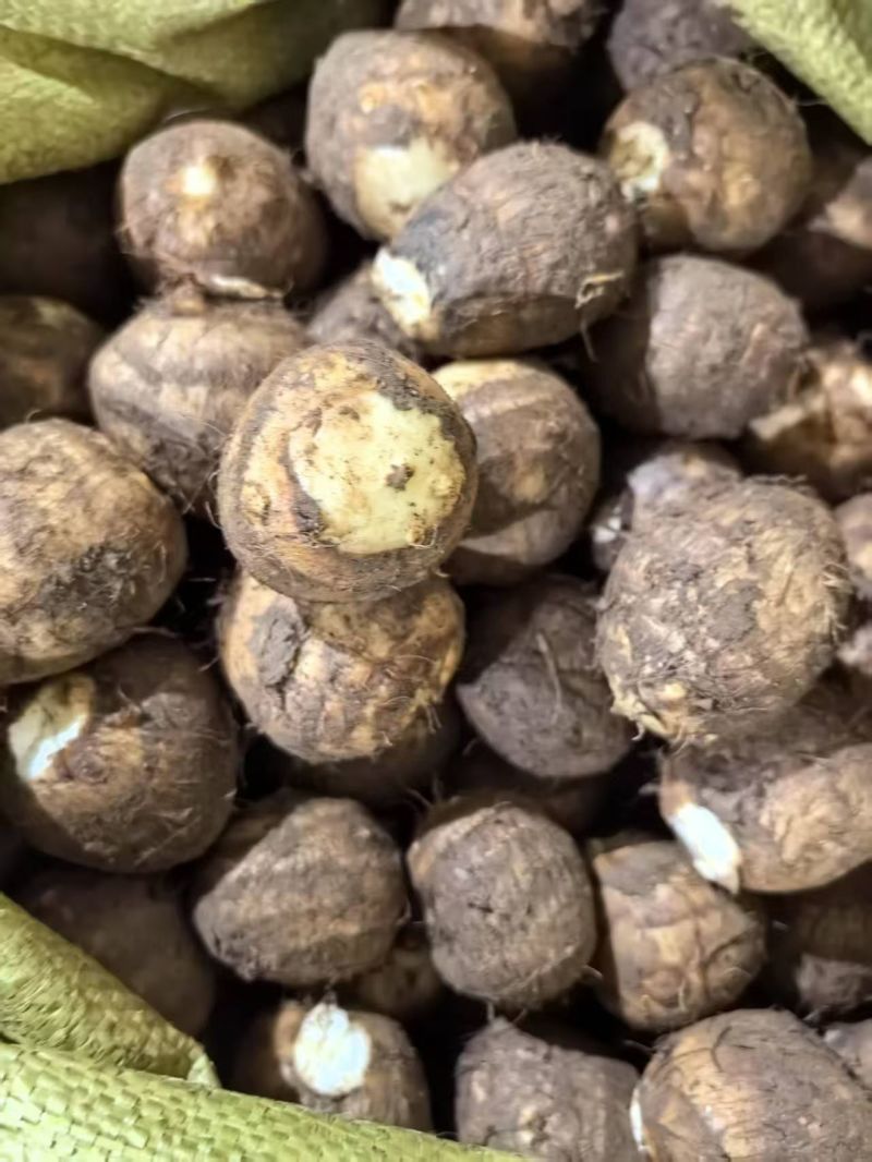 山东芋头大量有货，质量**，价格不高。欢迎需要的老板下单