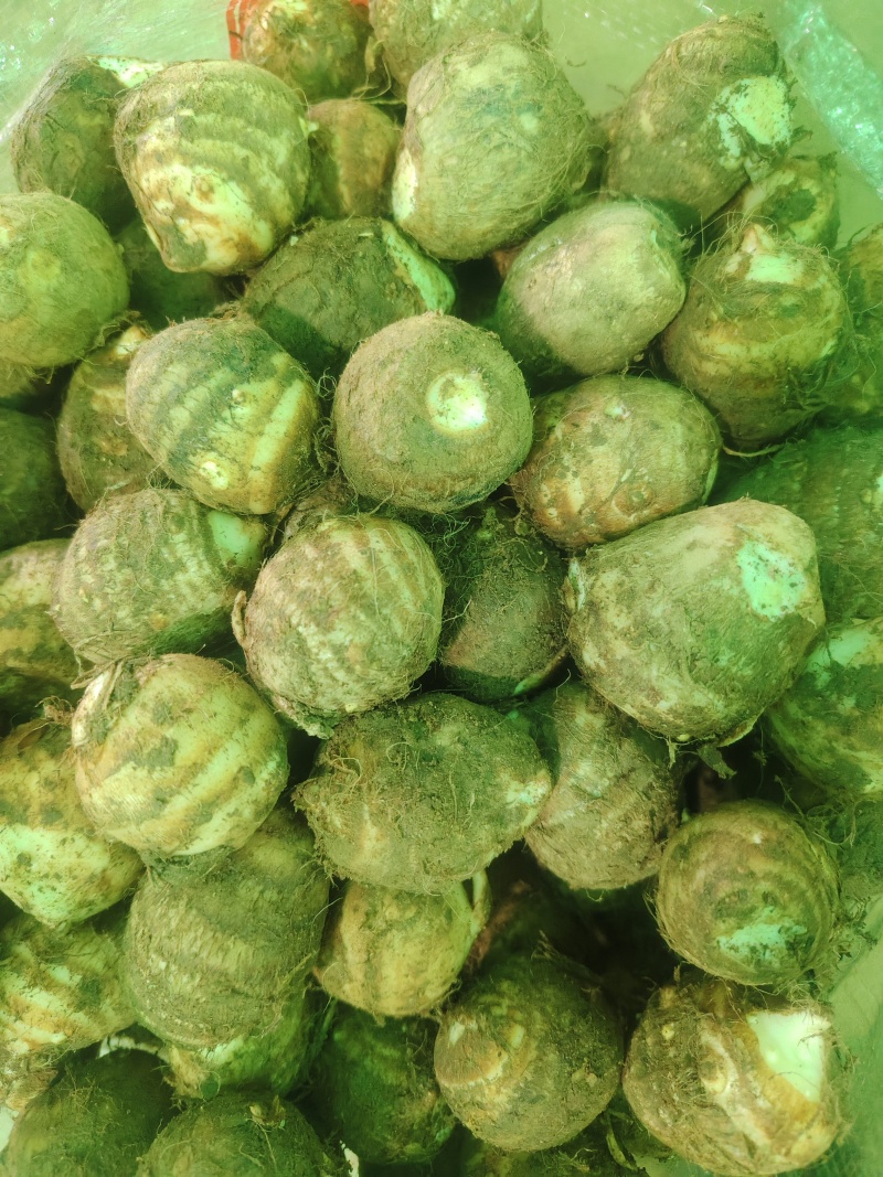 山东芋头大量有货，质量**，价格不高。欢迎需要的老板下单