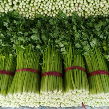 安徽本地精品芹菜/小香芹/量大从优/产地直发/一手货源