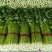 安徽本地精品芹菜/小香芹/量大从优/产地直发/一手货源