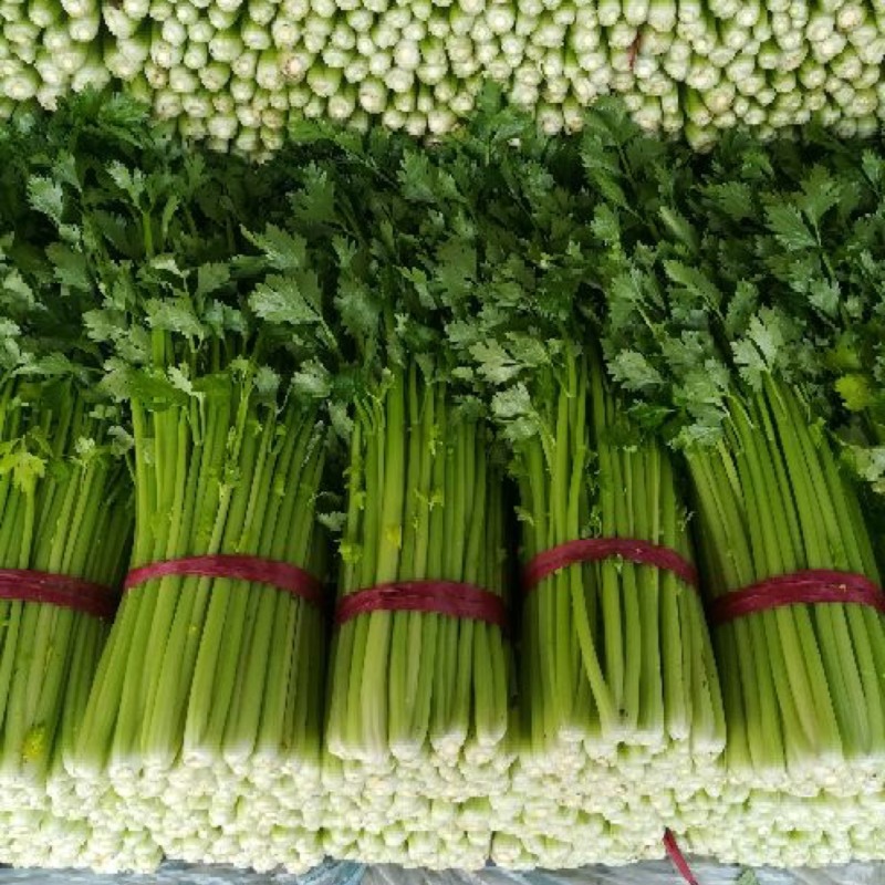 安徽本地精品芹菜/小香芹/量大从优/产地直发/一手货源