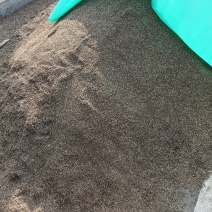 海蓬菜籽