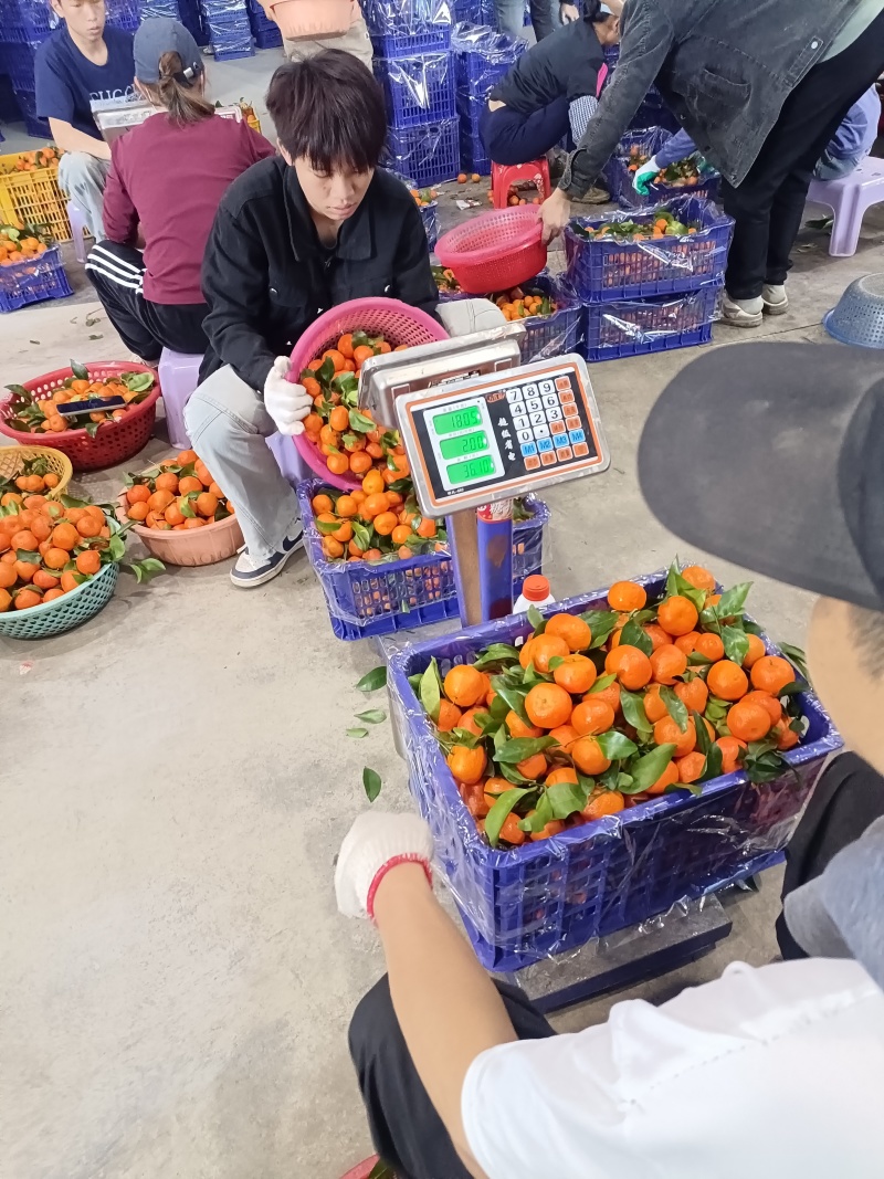 坐标，广西，正宗沙糖桔