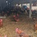 九斤红大公鸡，零售批发都行，个个雄赳赳气昂昂，有意者私信