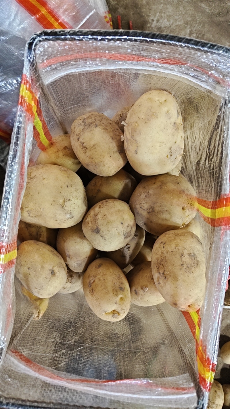黄心土豆，三两通天，大量供应，欢迎采购。