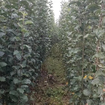 苹果苗G935乔化苗，各种品种，基地直发