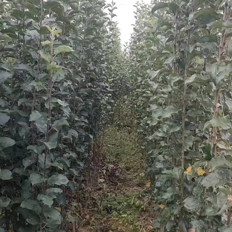 苹果苗G935乔化苗，各种品种，基地直发