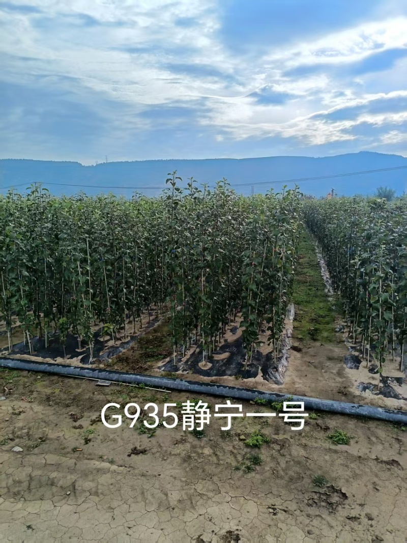 苹果苗G935乔化苗，各种品种，基地直发