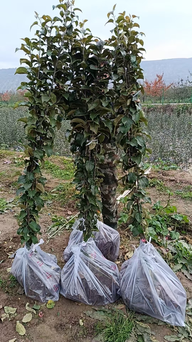 苹果苗G935乔化苗，各种品种，基地直发