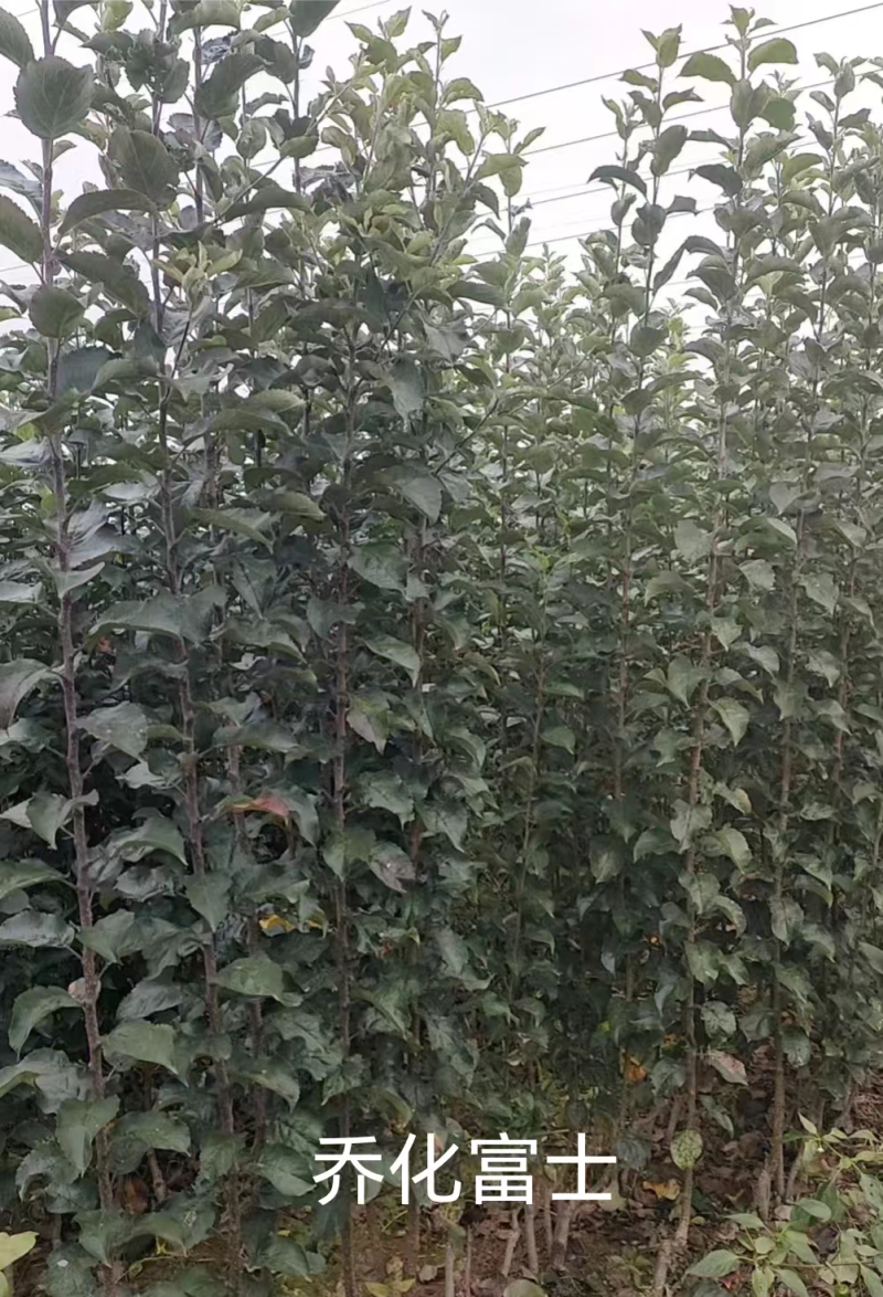 苹果苗G935乔化苗，各种品种，基地直发