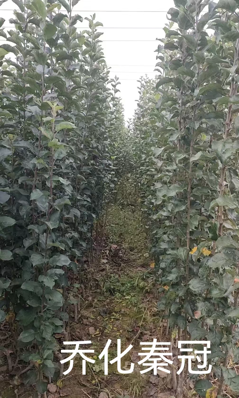 苹果苗G935乔化苗，各种品种，基地直发