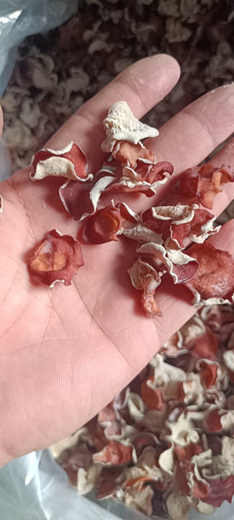 粉木耳自产自销正中粉木耳生产基地粉木耳厂家粉木耳一级品菌