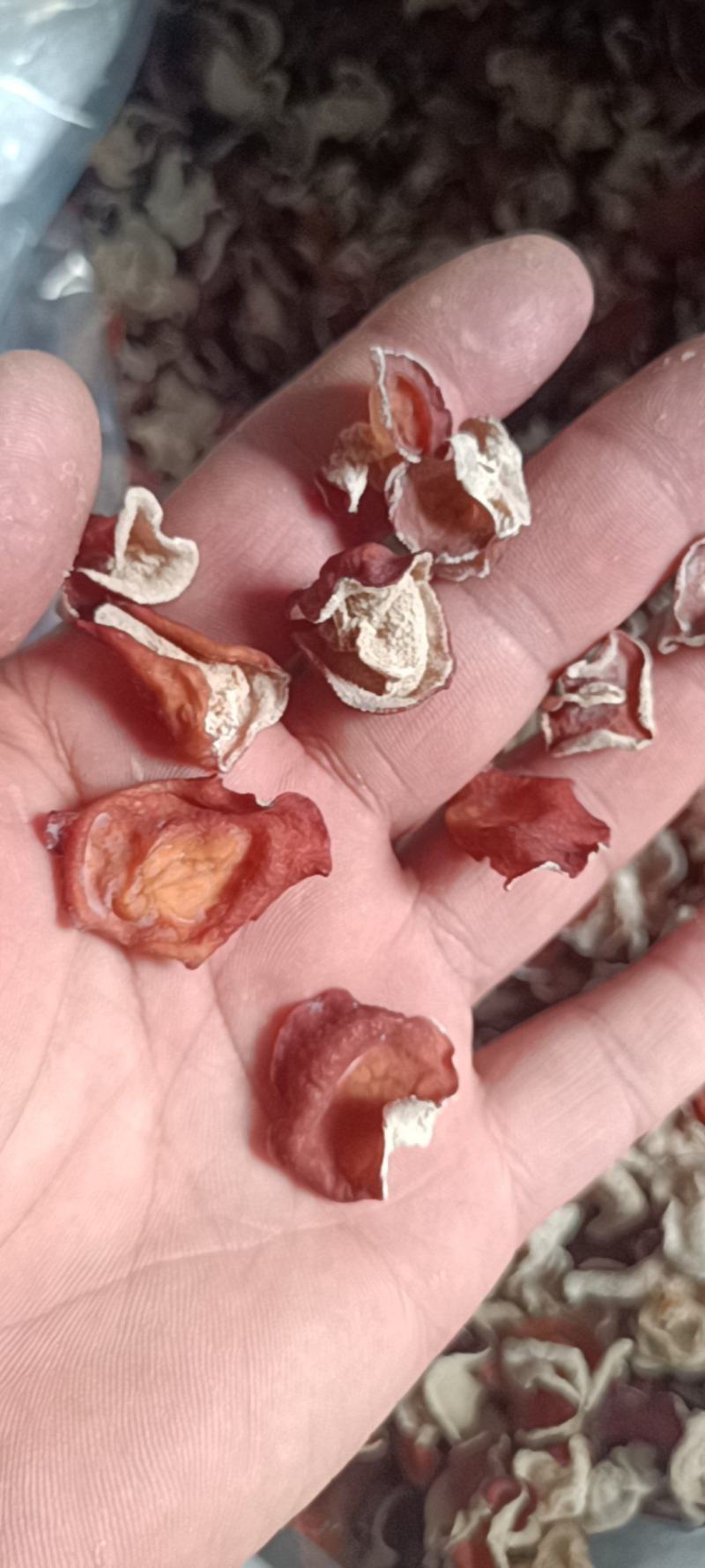 粉木耳自产自销正中粉木耳生产基地粉木耳厂家粉木耳一级品菌