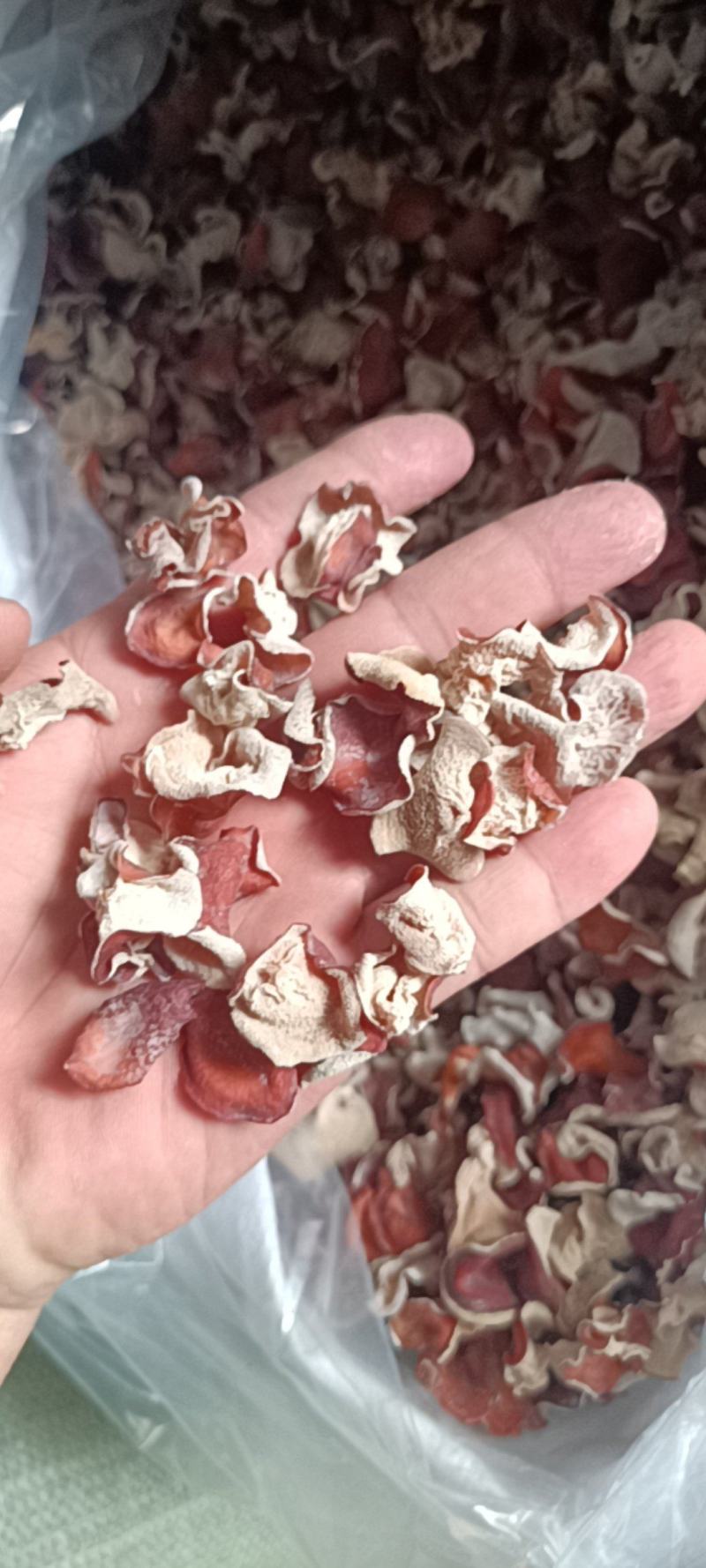 粉木耳自产自销正中粉木耳生产基地粉木耳厂家粉木耳一级品菌