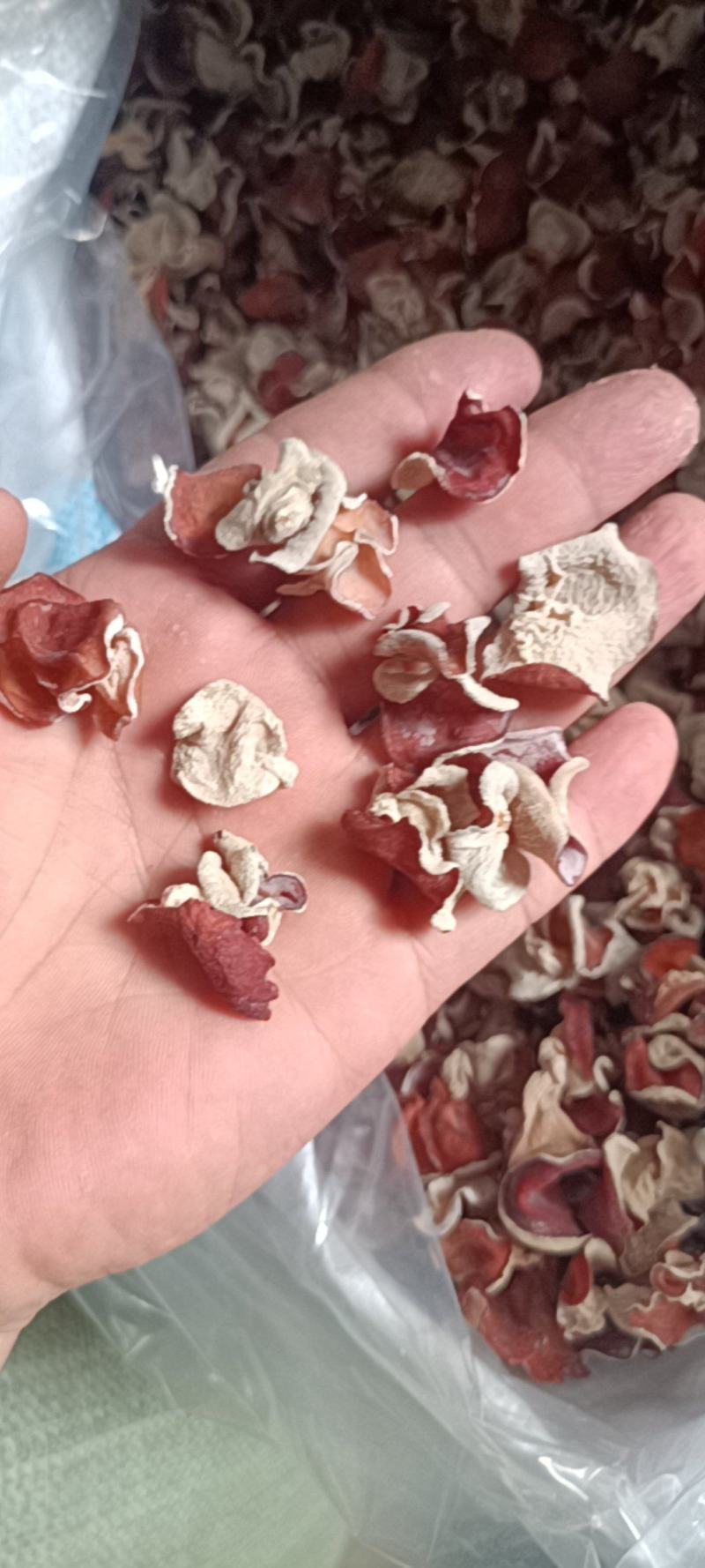 粉木耳自产自销正中粉木耳生产基地粉木耳厂家粉木耳一级品菌