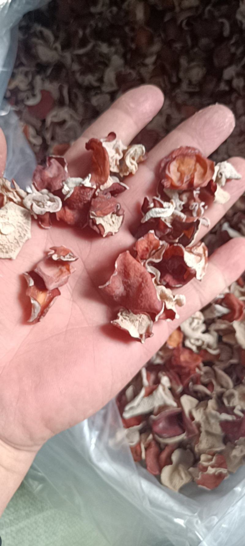粉木耳自产自销正中粉木耳生产基地粉木耳厂家粉木耳一级品菌