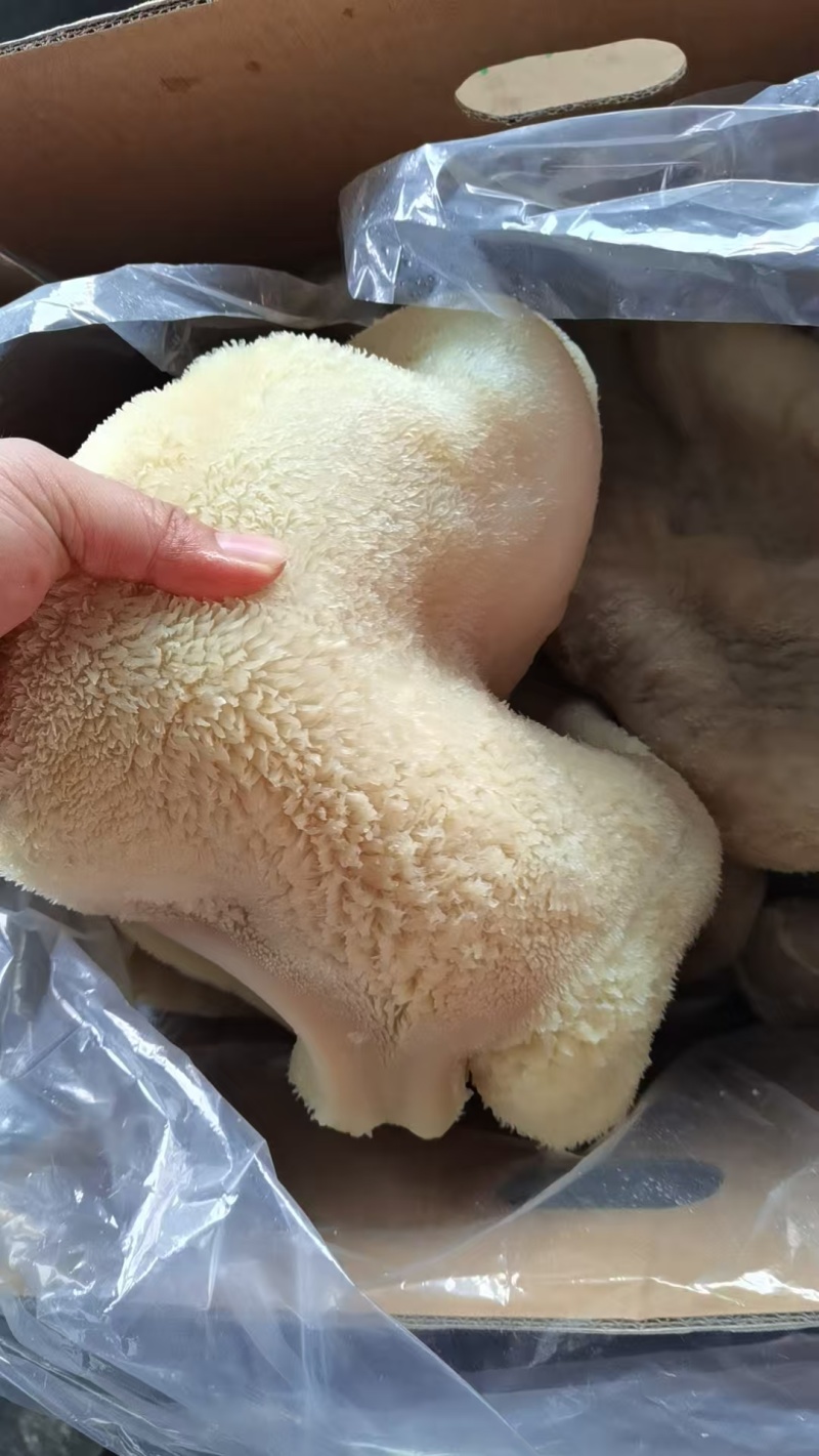 纯干牧童熟牛肚485元30斤