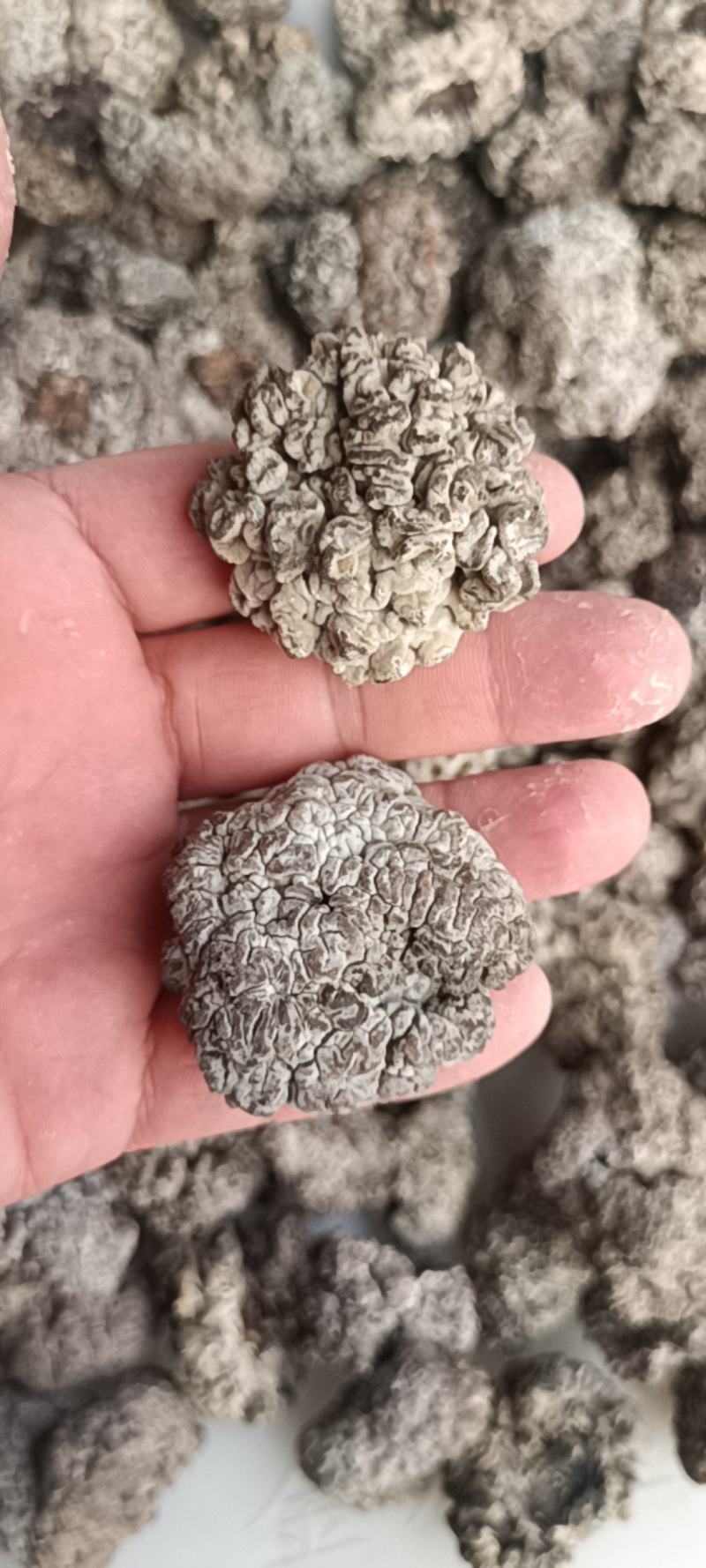 工厂培育猴脑菌猴脑菇大量有现货供应猴脑菌厂家批发零售菌菇