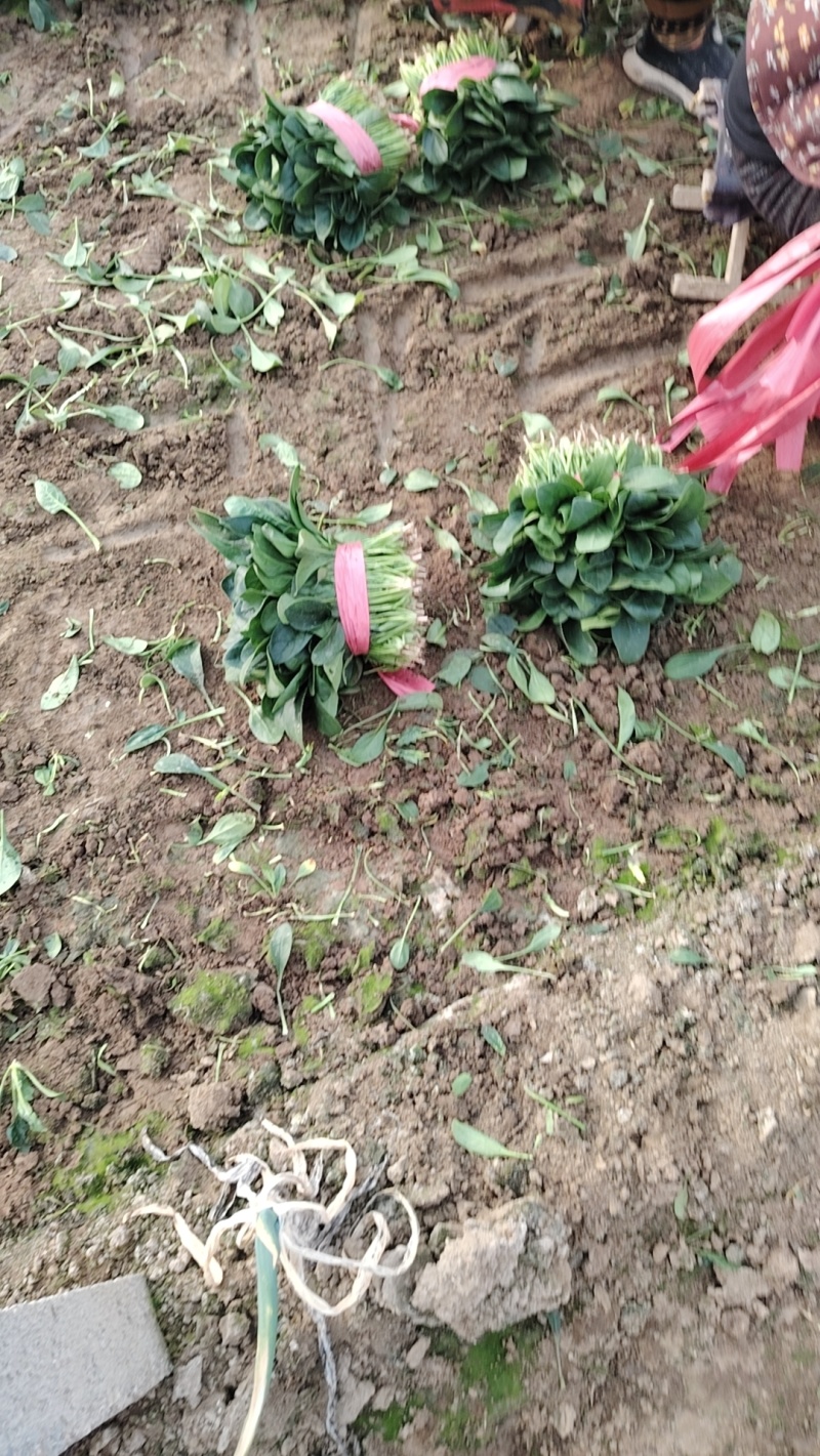 小叶菠菜装包打捆的都有有需要的老板和我联系1525385