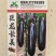 巨龙长美茄子种子中早熟杂交长茄种子高产基地黑紫皮