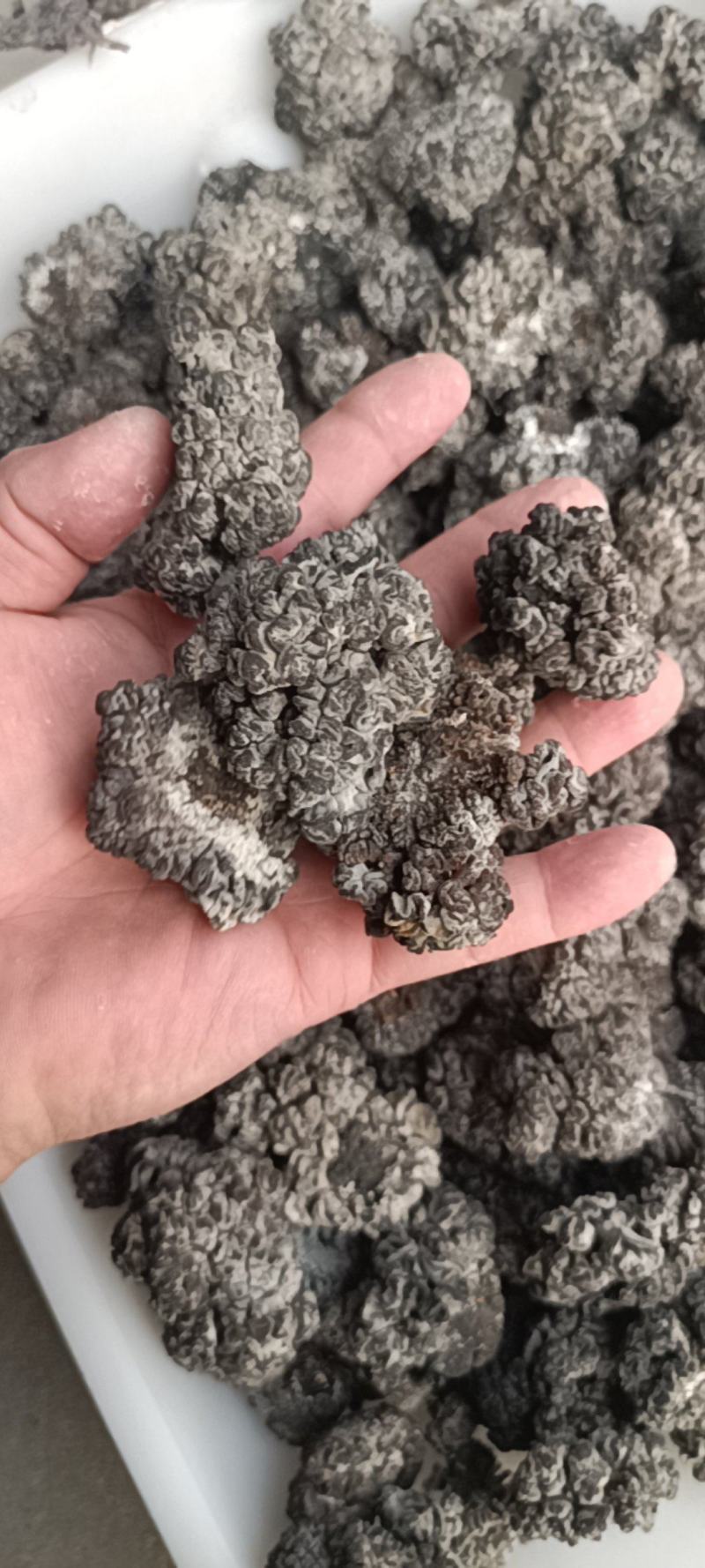 猴脑菌培育工厂直发培育猴脑菇培育的核桃菌大量现货培育猴脑