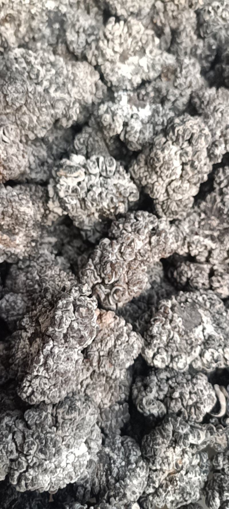 猴脑菌培育工厂直发培育猴脑菇培育的核桃菌大量现货培育猴脑