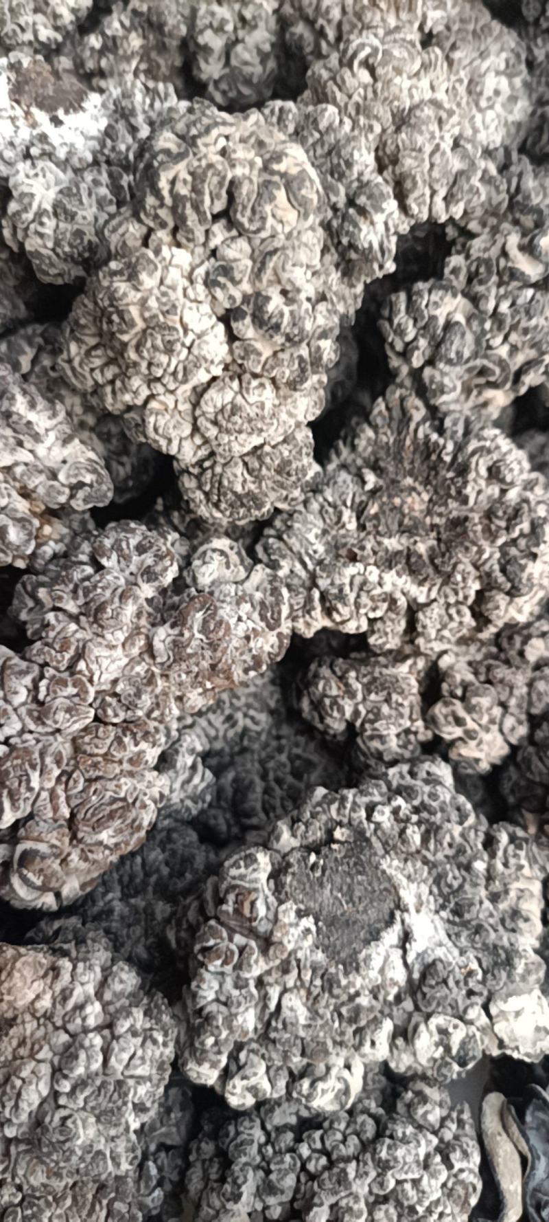 猴脑菌培育工厂直发培育猴脑菇培育的核桃菌大量现货培育猴脑