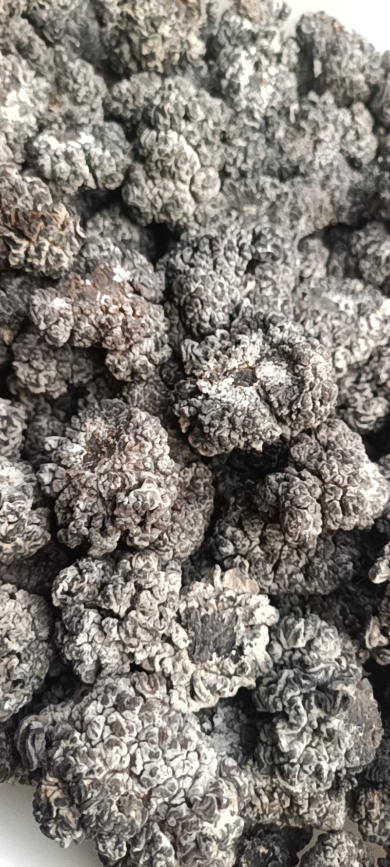 猴脑菌培育工厂直发培育猴脑菇培育的核桃菌大量现货培育猴脑