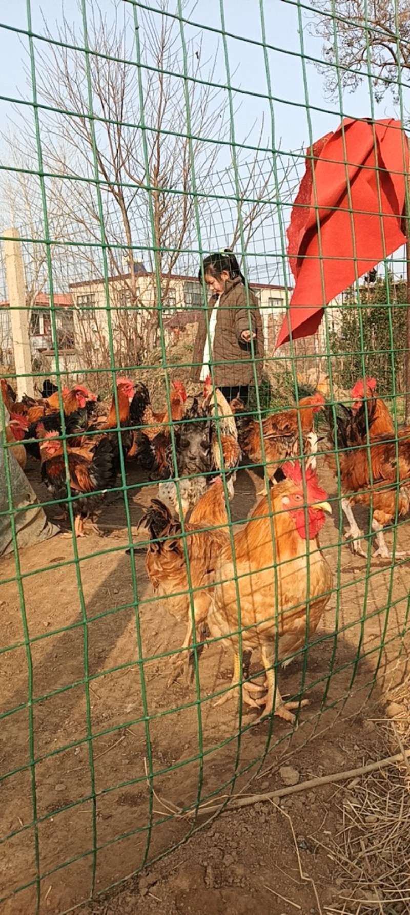 散养走地鸡，红公鸡