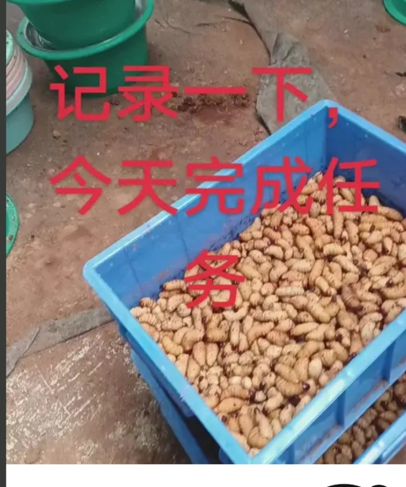 人工养殖竹虫体冷冻