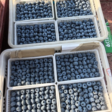 山东蓝莓大量有货基地直供品质优量大价优欢迎咨询来电