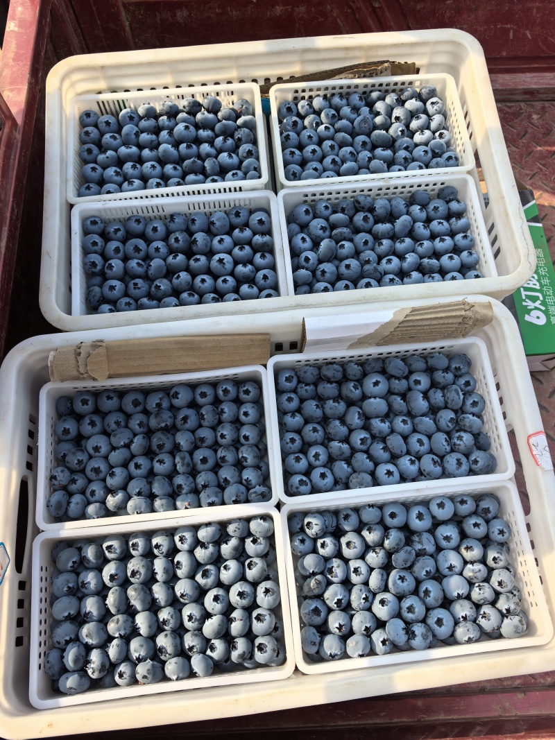 山东L25蓝莓大量有货基地直供品质优量大价优