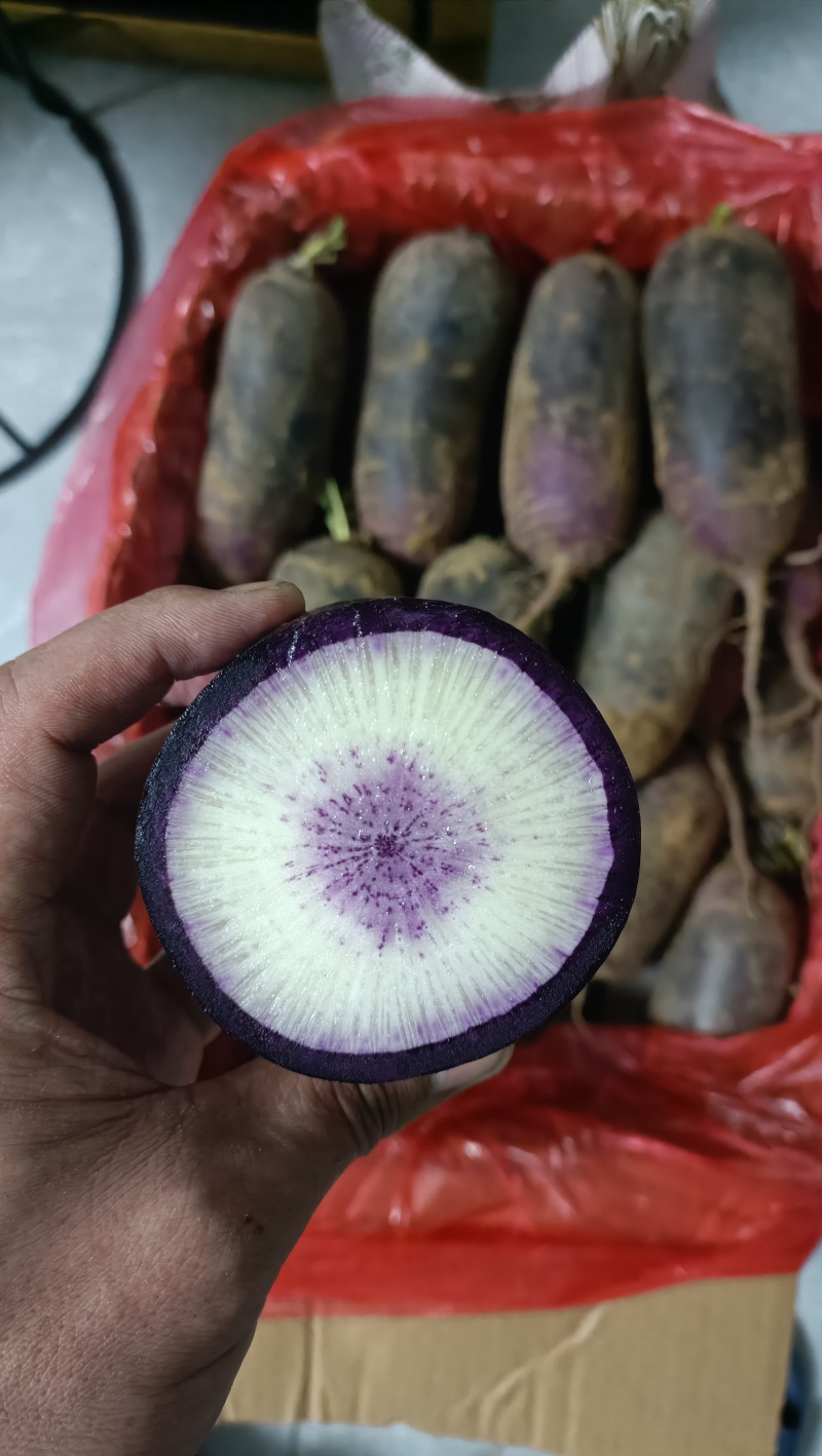 冷库储存冰激凌水果萝卜，可水洗加工精品货源