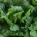 球生菜