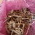 草乌种苗