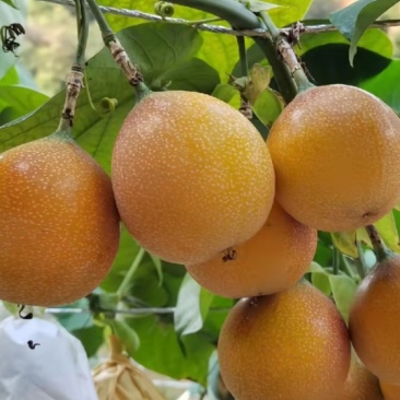 西双版纳高海拔热情果