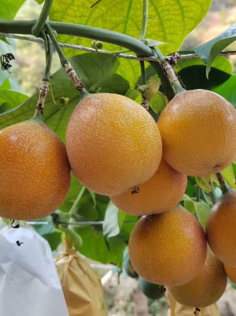 西双版纳高海拔热情果