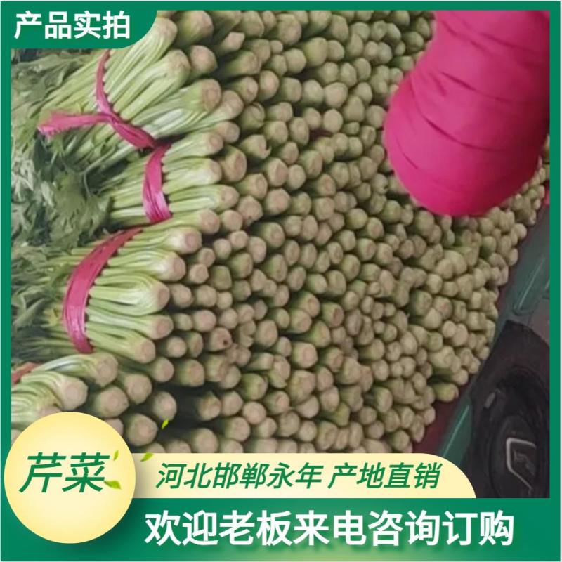 河北芹菜，大量上市，质量好价格优势便宜！欢迎优选