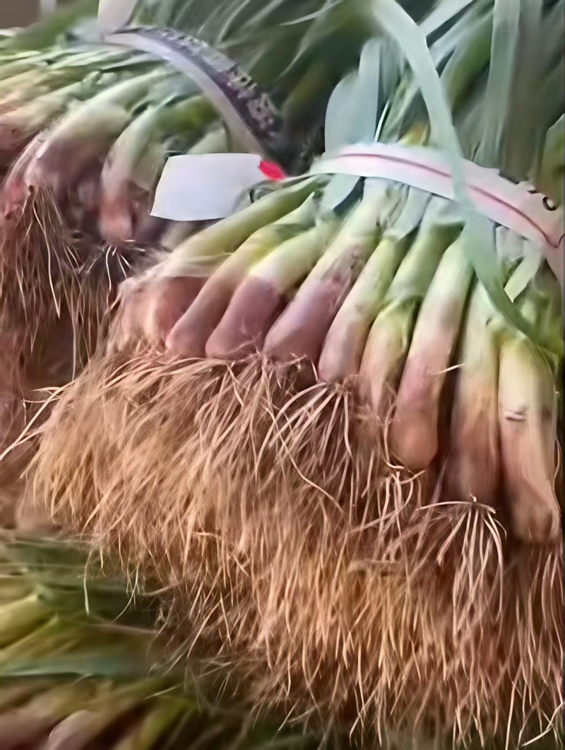 【推荐】湖北红根蒜苗/视频看货/对接商超批发市场/电询